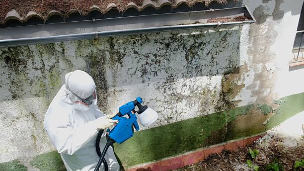 Top rated local Commercial Mold Remediation specialists in Odessa, FL
